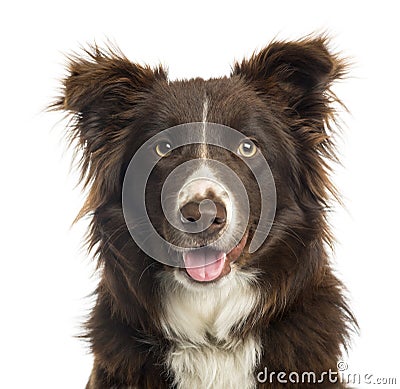 Close-up of a Border Collie panting, 9 months old Stock Photo