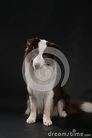 Close-up of a Border collie Stock Photo