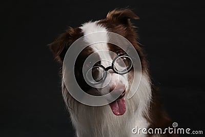 Close-up of a Border collie Stock Photo