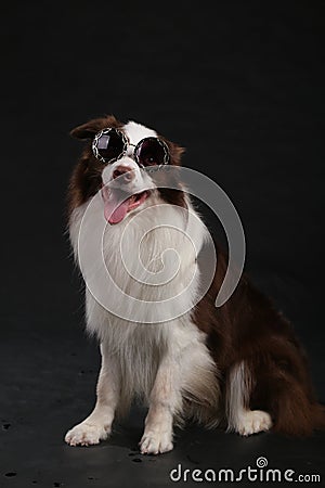 Close-up of a Border collie Stock Photo