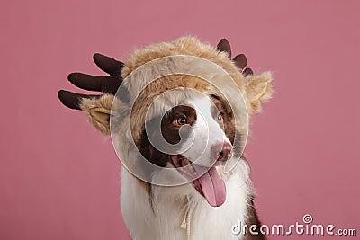 Close-up of a Border collie Stock Photo