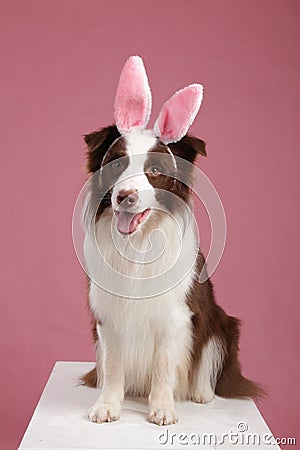 Close-up of a Border collie Stock Photo