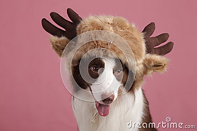 Close-up of a Border collie Stock Photo