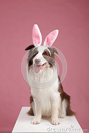 Close-up of a Border collie Stock Photo