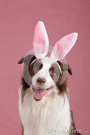 Close-up of a Border collie Stock Photo