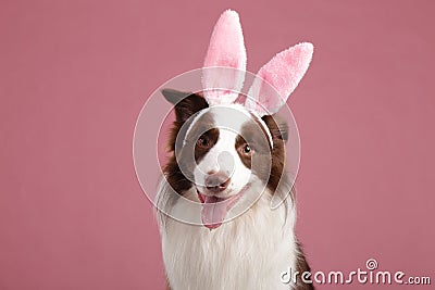 Close-up of a Border collie Stock Photo