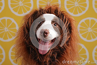 Close-up of a Border collie Stock Photo