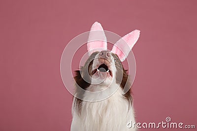 Close-up of a Border collie Stock Photo