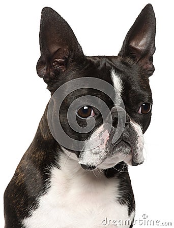 Close-up of Boston Terrier, 1 year old Stock Photo