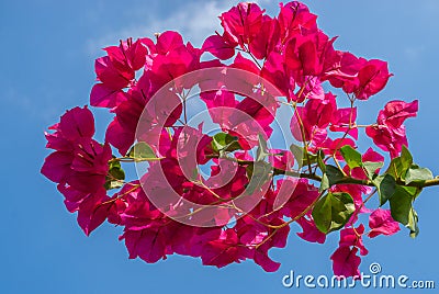 Close up bougainvillea flower the blue sky background Stock Photo