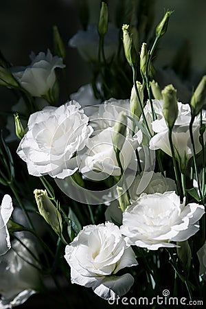 Close up of a bouquet of fresh white eustoma on a blur dark background. Bunch of flowers Stock Photo