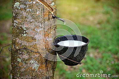 Close up bowlful of Natural rubber latex Stock Photo