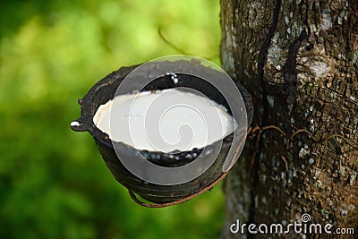 Close up bowlful of Natural rubber latex Stock Photo