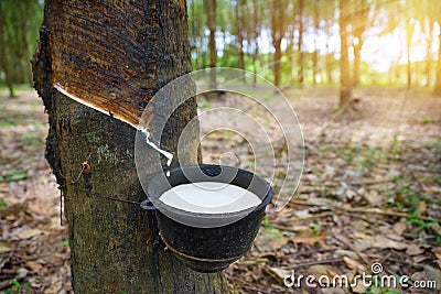 Close-up bowlful of Natural rubber latex Stock Photo