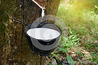 Natural rubber latex trapped from rubber tree, Stock Photo