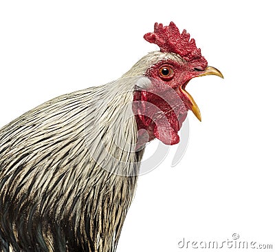 Close up of a Brahma rooster crowing, isolated Stock Photo