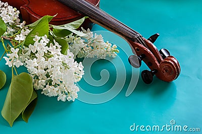 Close up of Branch of blossoming white lilac and violin on turquoise background Stock Photo