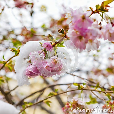 Close up of branch of cherry blossoms covered with snow. Spring season. Stock Photo