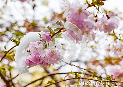 Close up of branch of cherry blossoms covered with snow. Spring season. Stock Photo
