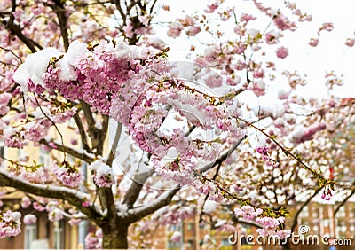 Close up of branch of cherry blossoms covered with snow. Spring season. Stock Photo