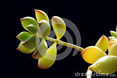 Succulent plant Stock Photo