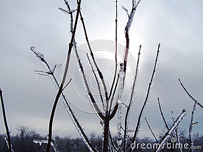 Close-up of a branch covered of ice-Stock photos Stock Photo