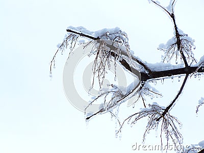 Close-up of a branch covered of ice-Stock photos Stock Photo