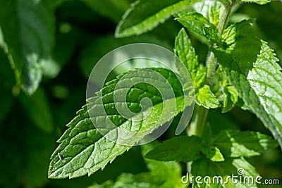 Close up on a branch of mint Stock Photo