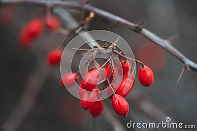 Close-up of a branch with red barberry berries Stock Photo