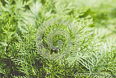 Close up of a branch of thuja tree Stock Photo