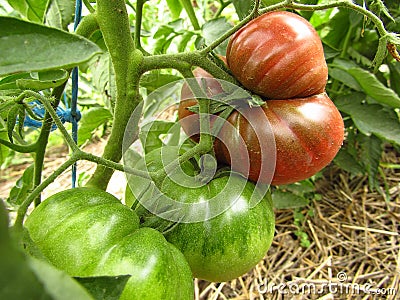 Black tomatoes ripen on the branch in organic garden. Close-up. Stock Photo