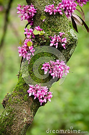Close up of a branch with violet blossoming Cercis siliquastrum plant Foreset Pansy at El Capricho garden in Madrid Spain Stock Photo