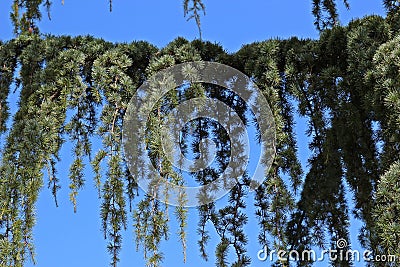 Close Up of a Branch of a Weeping Nootka Cypress Tree Against a Blue Sky Stock Photo