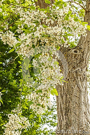 Flowers of Acacia, Robinia pseudoacacia Stock Photo