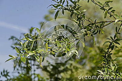 Close up of branch willow or salix alba with buds blossoming in springtime Stock Photo