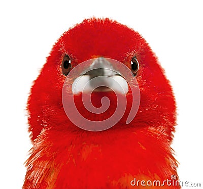 Close-up of a Brazilian Tanager - Ramphocelus bresilius Stock Photo