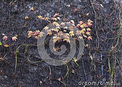 Close up of a brick wall covered with colourful leaves and twigs. Stock Photo