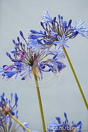 Close-up of bright African Lilly flowers against a white background Stock Photo