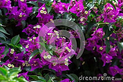 Close-up of bright blooming bougainvillea. Cute funny lilac flowers with a light yellowish center. Selective focus Stock Photo