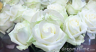 Close-up of bright bunch of fresh big beautiful white roses Stock Photo