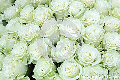 Close-up of bright bunch of freshly cut big white roses Stock Photo