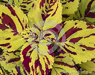 Close-up of a bright coleus plant in red and yellow Stock Photo