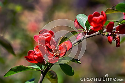 Close-up of bright flowering Japanese quince or Chaenomeles japonica. A lot of red flowers cover the branches on the blurred garde Stock Photo