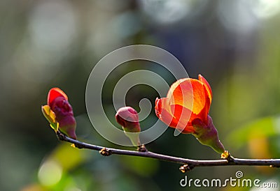 Close-up of bright flowering Japanese quince or Chaenomeles japonica. Red flowers cover branches on blurred garden Stock Photo