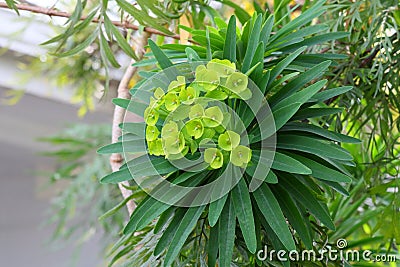 Spring Bloom Series - Bright Lime Green flowers on Euphorbia Plant Stock Photo