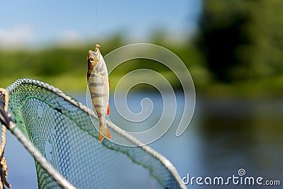 Close-up of Bright perch on fish-hook with worm on fishing line, old torn fish net. Concept fortune, finance, investment Stock Photo