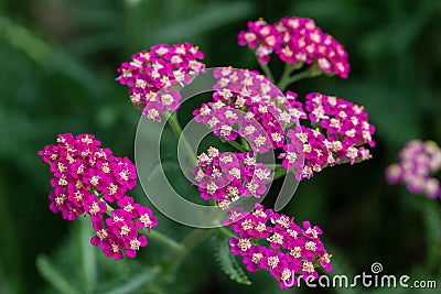 Close up of bright pink yarrow blossoms Stock Photo