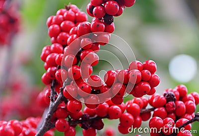 Bright red Winterberry Holly `Maryland Beauty` plant Stock Photo
