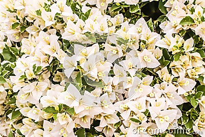 Closeup of bright white bougainvillea blossoms as a background,Floral background Stock Photo