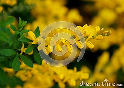 Close up of the bright yellow color of Broom `Genista Spachiana` flowers Stock Photo